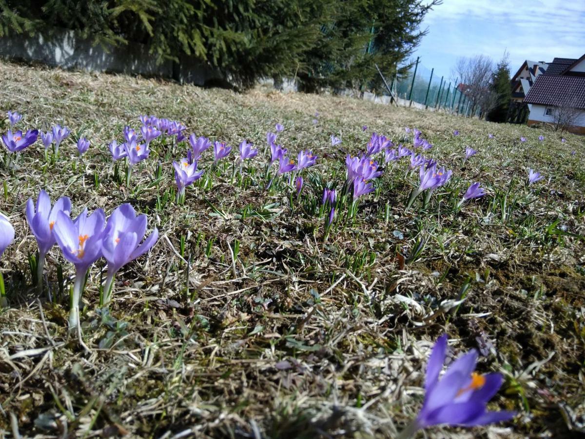 Czarna Jagoda Czarna Góra Exteriör bild